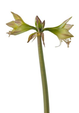 Çiçekli hippeastrum (amaryllis) Sarı-kırmızı Elmas Grubu 