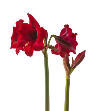 Bloom dark-red Hippeastrum (amaryllis) Galaxy group 'Arabian night' on white background isolated clipart