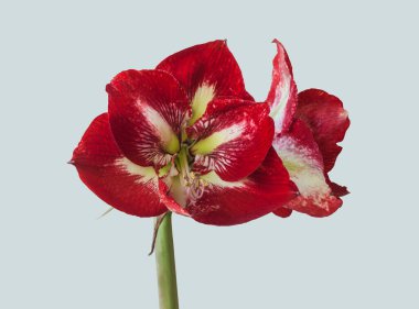 Gri arkaplan üzerindeki Blooming Hippeastrum (amaryllis) Galaksi Grubu Barbados. 