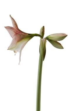 Beyaz arka planda Bloom red ve Lime Amaryllis (Hippeastrum) Galaxy Grubu 