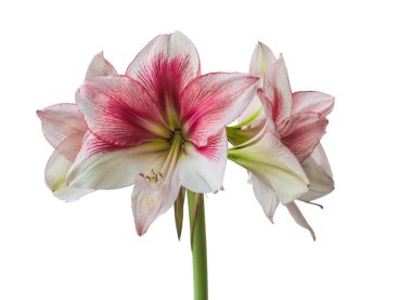Beyaz arka planda Bloom red ve Lime Amaryllis (Hippeastrum) Galaxy Grubu 