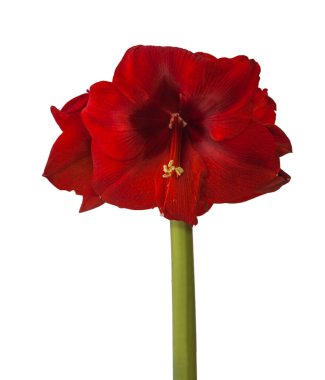 Bud koyu kırmızı Amaryllis Hippeastrum beyaz zemin üzerinde izole