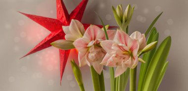 Pink- red double hippeastrum (amaryllis) 