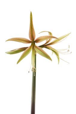 Bloom Hippeastrum (amarillis) yeşil Örümcek Grubu 