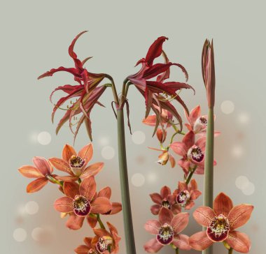 Blooming Hippeastrum (amaryllis) Tango, Cybister, Spider Group and branch of cymbidium orchids  on gray blurry  background  clipart