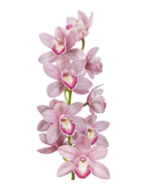 Mor benekli pembe bir dal. Beyaz arkaplanda renkli simibidyum orkide çiçekleri..