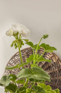 Flowering white Pelargonium zonal series Castello variety 