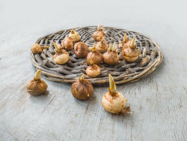 Large-flowered garden crocus corms with sprouts before planting for forcing on a basket on a gray table clipart