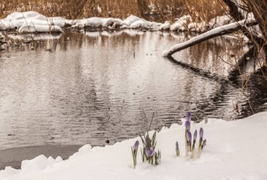 Crocuses breaking through the snow in early spring against the backdrop of a snow-covered stream. Space for text. clipart