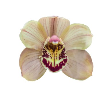 Beyaz bir zemin üzerinde güzel kahverengi cymbidium orkideleri 