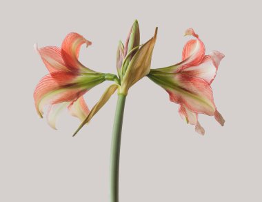 Çiçek açan beyaz ve kırmızı Hippeastrum (amaryllis) Gri arkaplanda elmas grubu 