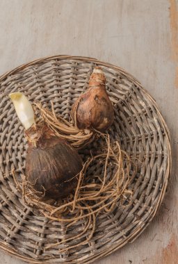 Two bulbs of hippeastrum (amaryllis) with roots of different varieties on a wicker circle. Flat lay. Place for text. Background for cover, banner, calendar. clipart