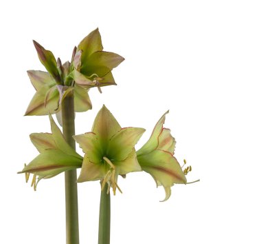 Çiçekli hippeastrum (amaryllis) Sarı-kırmızı Elmas Grubu 