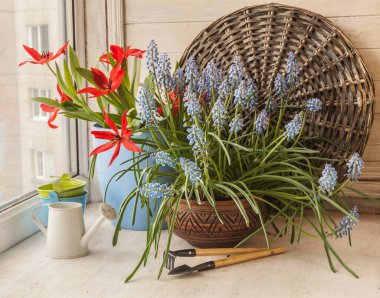 Kışın balkon pencere eşiğinde muscari çiçekleri ve saksılarda botanik laleler. Çiçek açan bitkilerin, dekoratif sulama kutularının ve kovaların bileşimi.