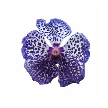 Güzel mor orkide vanda çiçeği beyaz arka planda izole edilmiş.