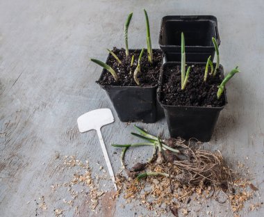 Planting snowdrop bulbs (Galanthus nivalis) in pots to speed up flowering at home. clipart