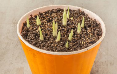 Bulbous iris or Iridodictium or reticulated iris sprouts in a pot in spring. Hello spring. Spring gardening. Top view clipart