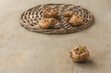 İlkbaharda kalla yumrusu ya da calla Zantedeschia yumrusu. Ön planda filizli bir yumru var. Mesaj için yer var. Pankart, kapak, takvim için arkaplan.