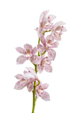 Mor benekli beyaz dallar. Beyaz arka planda Enzan Knuckle 'Paulista' renk orkide çiçekleri..