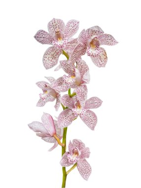 Mor benekli beyaz dallar. Beyaz arka planda Enzan Knuckle 'Paulista' renk orkide çiçekleri..