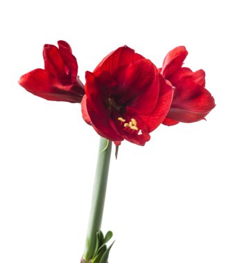 Beyaz zemin üzerinde çiçek açan koyu kırmızı hippistrum (amaryllis) 