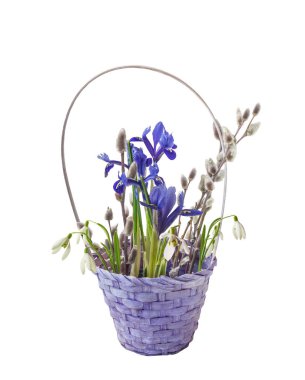 Iridodictyum ya da iris reticulata, söğüt dalları ve kar damlaları (galanthus) mor bir sepsiyonda beyaz bir arka planda izole edilmiş bir sepetin içinde.