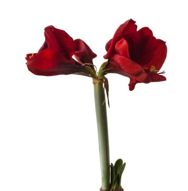 Beyaz zemin üzerinde çiçek açan koyu kırmızı hippistrum (amaryllis) 