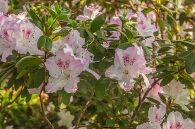 Güzel açan pembe açelya (rhododendron) Azalea indica L.