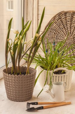 Çiçek açan lale botanik Türk ve Muscari bir tencerede ve camda dekoratif bir sulama kutusu