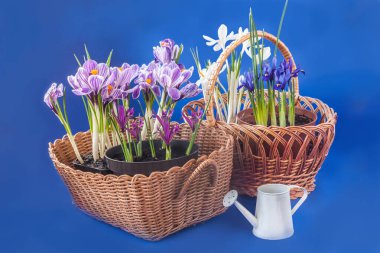 Blooming spring flowers in baskets on a blue background. Hello, spring! Iridodictyum or iris reticulata or netted iris and crocuses flowering in basket.  Background for congratulations on spring holidays. clipart