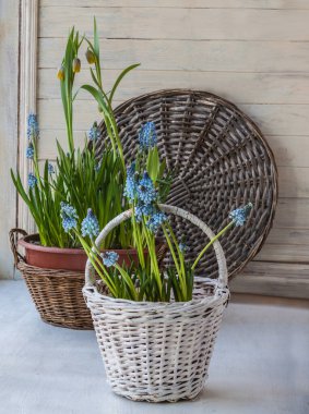 Saksılarda ve balkon penceresinde kırsal sepetlerde Muscari ve Fritillaria yetiştirme. Takvim, afiş ya da sosyal medya paylaşımı için arka plan. Metin için yer.