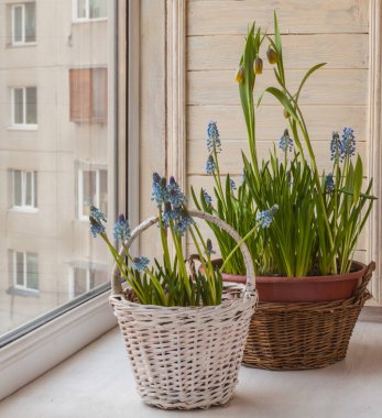 Saksılarda ve balkon penceresinde kırsal sepetlerde Muscari ve Fritillaria yetiştirme. Takvim, afiş ya da sosyal medya paylaşımı için arka plan. Metin için yer.