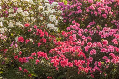 Güzel açan pembe, beyaz, kırmızı, mor, menekşe açelya (rhododendron) Azalea indica L in the sera.