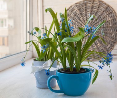Kasedeki çiçek açan Scilla ve penceredeki dekoratif kova.