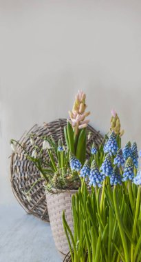 Çiçekli muscari, gri arka planda sümbüller ve kardamlaları. Merhaba bahar! Mesaj için yer. Kapak için arka plan, afiş, takvim. Seçici keskinleştirme. Muscar 'a odaklan.