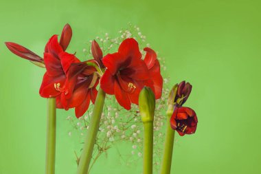 Flower red Amaryllis (Hippeastrum)    on  background of Gypsophila flowers,  on a green background. selective focus clipart