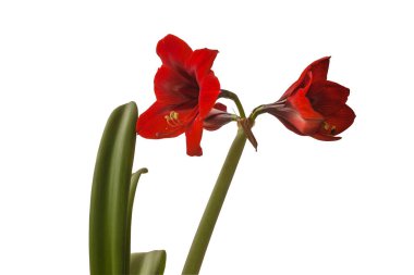Kırmızı Amaryllis 'li Bud (Hippeastrum) Elmas Grubu 
