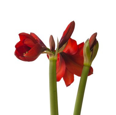 Kırmızı Amaryllis 'li Bud (Hippeastrum) Elmas Grubu 