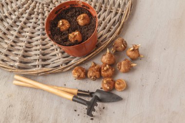 Saksıda tohum ve timsah soğanı, küçük tırmık ve gri masa küreği var. Düz yatıyordu. Tencereye timsah koymak. Merhaba kaynak! Mesaj için yer var. Pankart, kapak, takvim için arkaplan