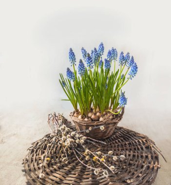 Sepette mavi muscari 