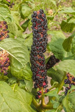 Phytolacca americana, also known as American pokeweed, pokeweed, poke sallet, pokeberry, dragonberries, pigeonberry weed, and inkberry, is poisonous, herbaceous perennial plant in pokeweed family Phytolaccaceae. clipart