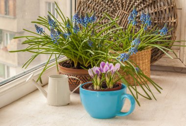 Çiçekli timsahlar, mavi bardaktaki Pickwick, penceredeki muscari ve dekoratif sulama kutusuna karşı.