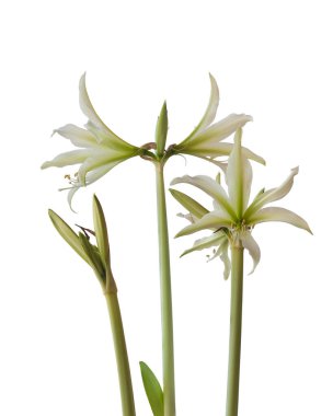 Beyaz arka planda Bloom Hippeastrum (amarillis) Örümcek Grubu 