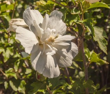 Hibiscus syriacus veya Kore gülü veya Sharon, Suriye ketemi, çalılık althea, gül tohumu, bahçedeki Mallow familyasından bir çiçek bitkisi türüdür..
