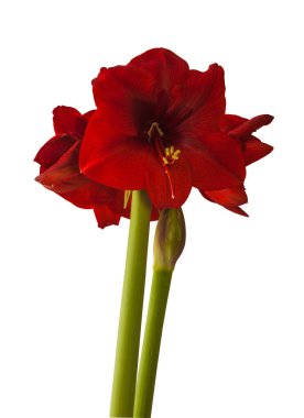 Bud koyu kırmızı Amaryllis Hippeastrum beyaz zemin üzerinde izole