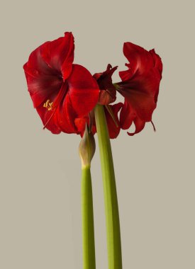 Bud koyu kırmızı Amaryllis Hippeastrum gri arka planda. Mesaj için yer. Takvim, kartpostal, pankart için arkaplan.