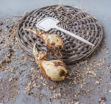 Çiçek dikmeden önce bahçe masasında Camassia ampulleri ve bahçe endeksi vardı. Bahçeye camassia soğanı ekiyorum.