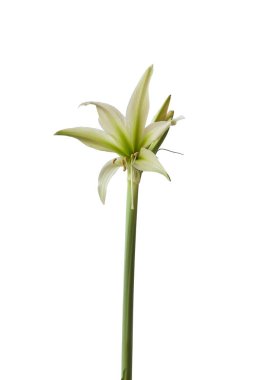 Beyaz arka planda Bloom Hippeastrum (amarillis) Örümcek Grubu 