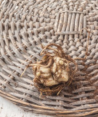 Asyalı Melezler İlkbaharda dikmeden önce tomurcukla çember örmek için zambak soğanı