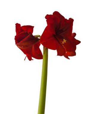 Bud koyu kırmızı Amaryllis Hippeastrum beyaz zemin üzerinde izole